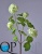 000006514_original
