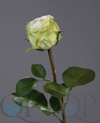 000007516_original