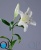 000006533_original