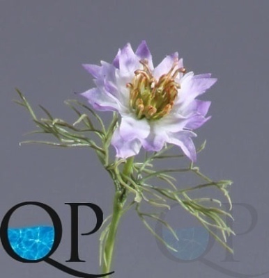 000006543_original