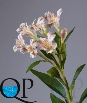 000006473_original