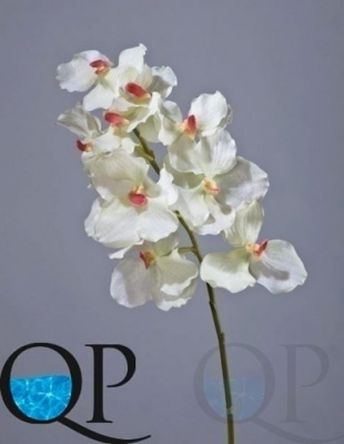 000006583_original