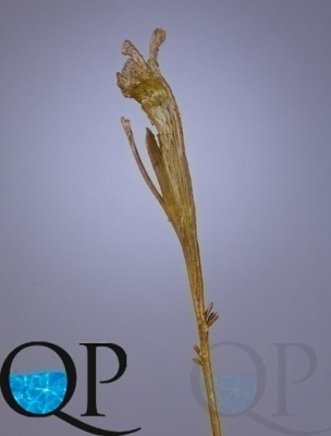 000006757_original