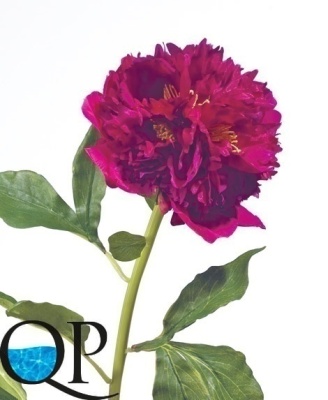 Картинка с сайта