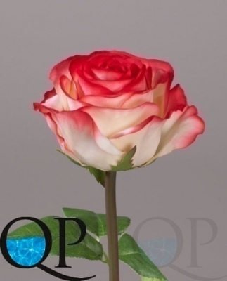 000007514_original