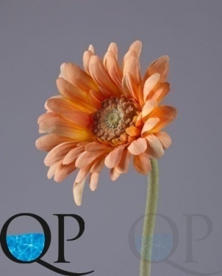 000006497_original