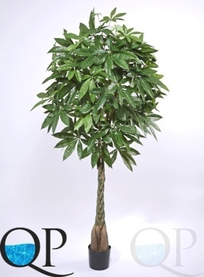 000006368_original