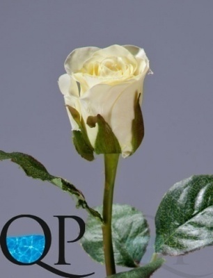 1_1dff835f-7d60-11e5-bf9c-00e05316b922