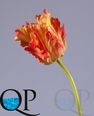 000006619_original