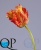 000006619_original