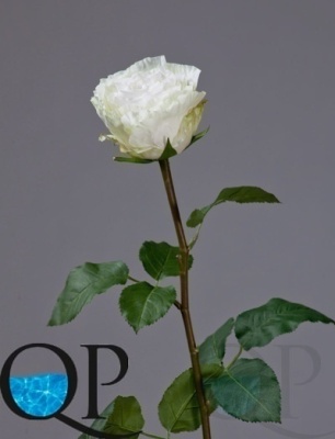 000007509_original